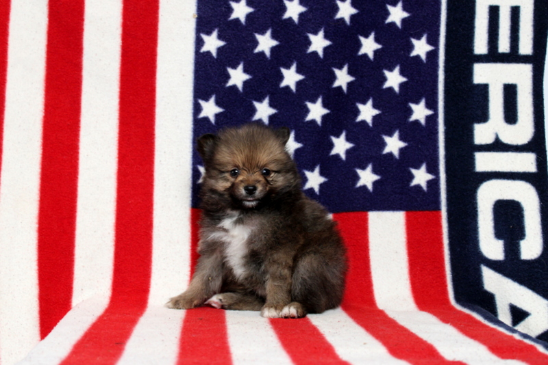 puppy, for, sale, Pomeranian, Matthew B. Stoltzfus, dog, breeder, Gap, PA, dog-breeder, puppy-for-sale, forsale, nearby, find, puppyfind, locator, puppylocator, aca